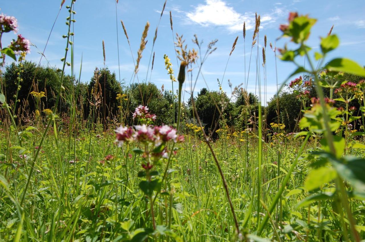 South Downs Eco Lodge & Camping East Meon Luaran gambar